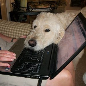 bugsy_computer_pic