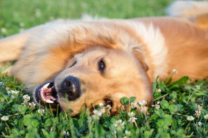 dog lying in the grass