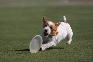 dog exercising