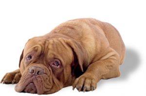 sad-big-brown-dog