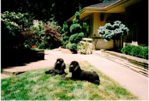 Murphy and Storm lying in front yard Whittier