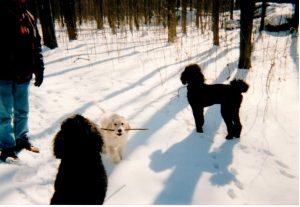 Storm, George, Bugsy with stick as pup in snow