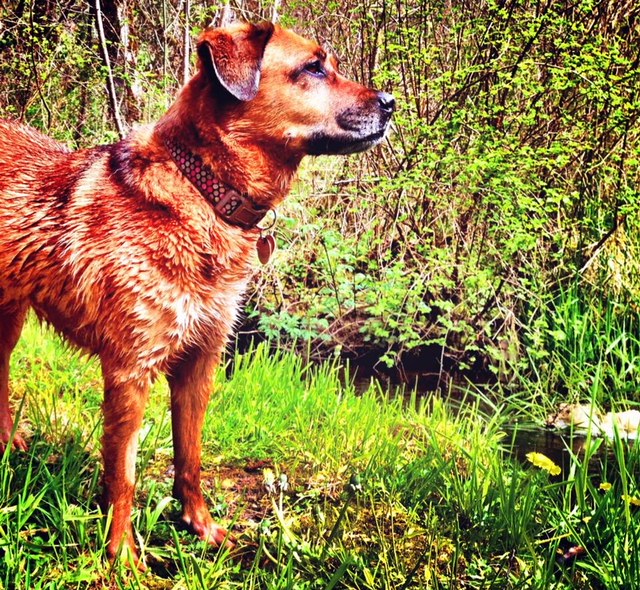 Brown dog in country, looking happy and healthy