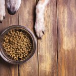 Dog and bowl of dry kibble food